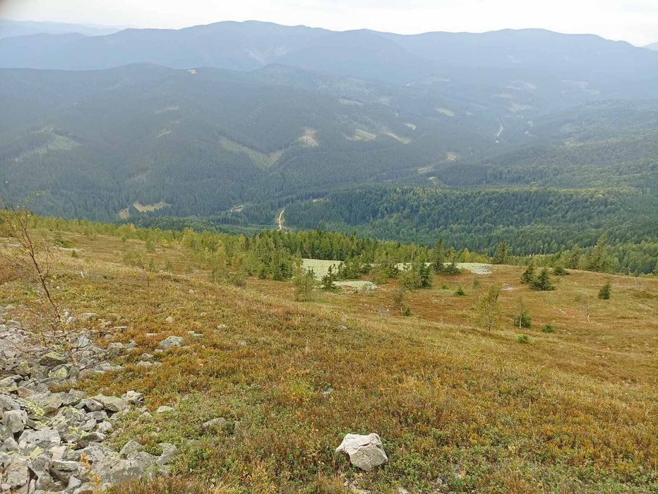 Ісландських мох з Карпат