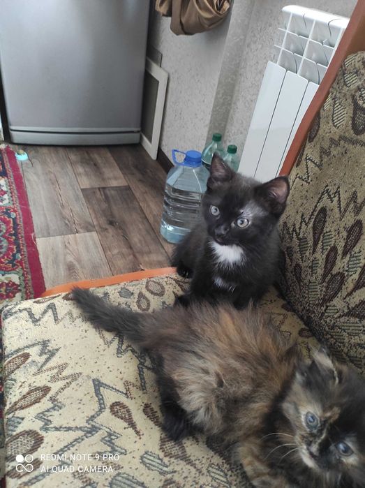 Котята мальчик и девочка