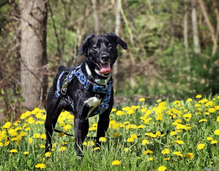 MAJLO | super aktywny, wesoły i przyjaźnie nastawiony ala labrador