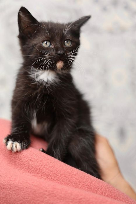 Kocięta do adopcji