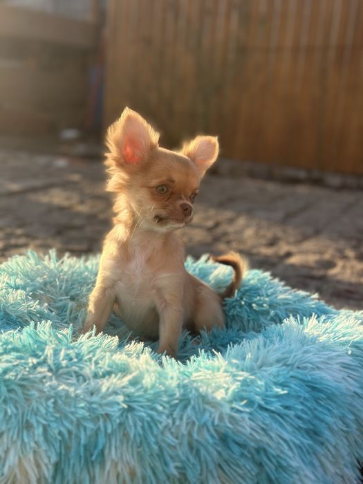 Suczka chihuahua dlugowlosa z metryka FCI ZKwP