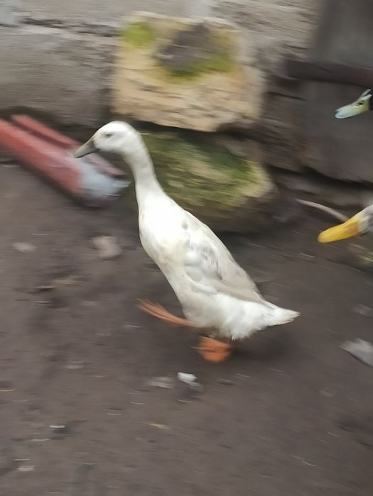 Witam sprzedam biegusy