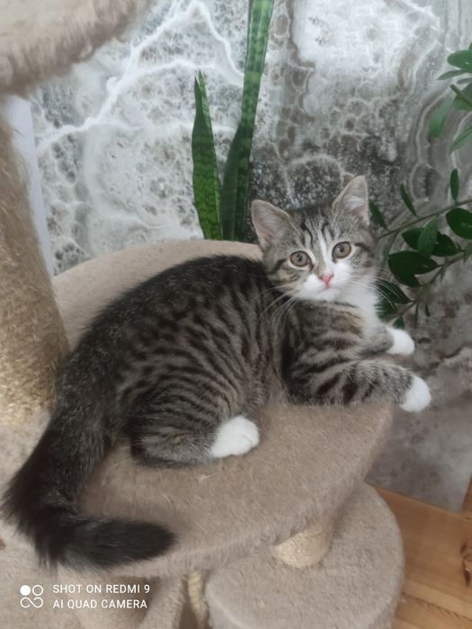 Śliczna kotka pół perska