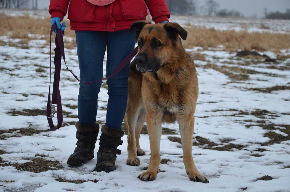 Duży jak Hagrid, czuły jak aniołek – poznaj mnie