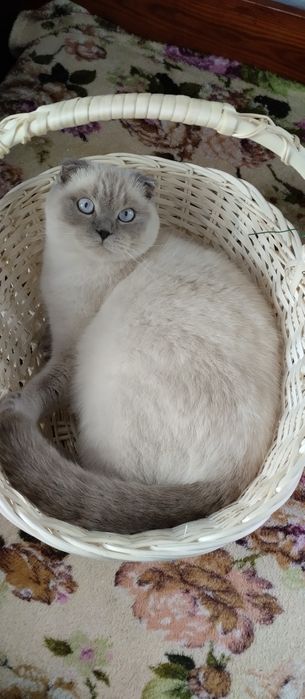 Шотландські кошенята 1,5 місяця