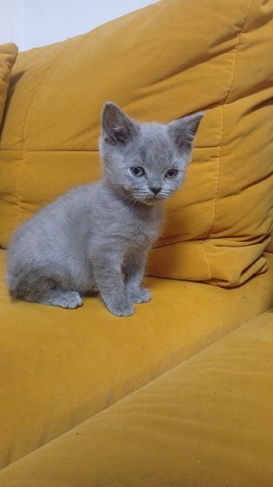 Kocurek niebieski brytyjski