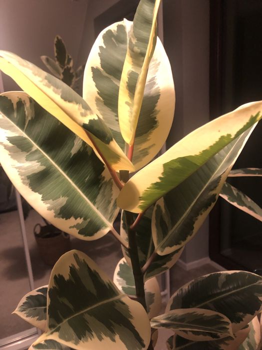 Fikus,monstera,fikus beniamin