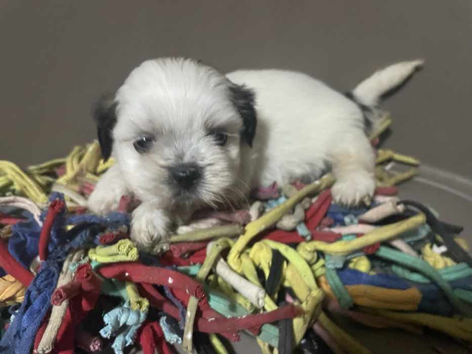 Shi-tzu super top machoexcelente