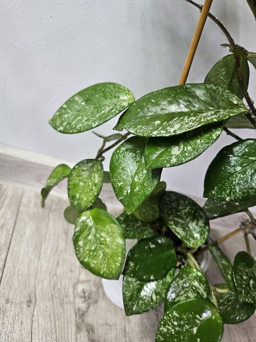 Hoya carnosa freckles