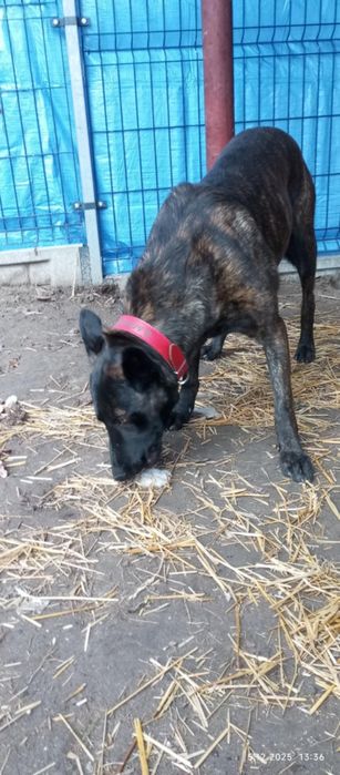 Ramzes czeka na najlepszy dom