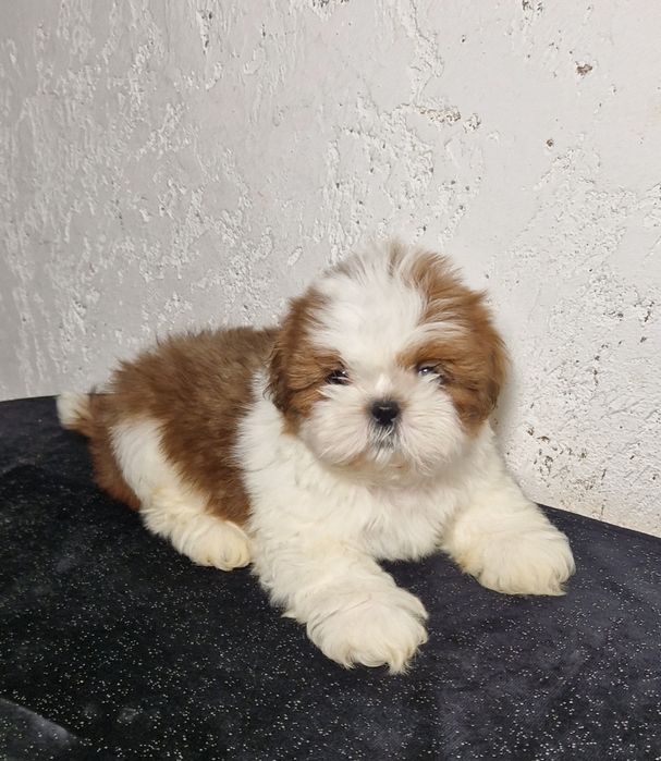 Piesek rasy Shih tzu