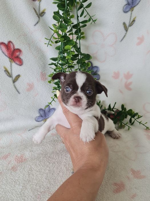 Excelente mini menino chihuahua/chiuaua Linhagem Russa.Qualidade