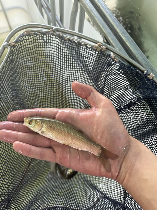 Amury narybek amura amur czysty staw ryby kroczek