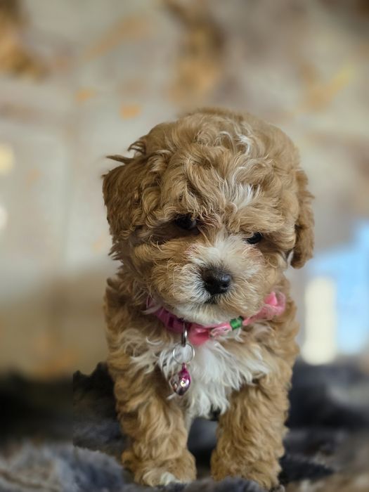 Maltipoo.suczka.Badania genetyczne.