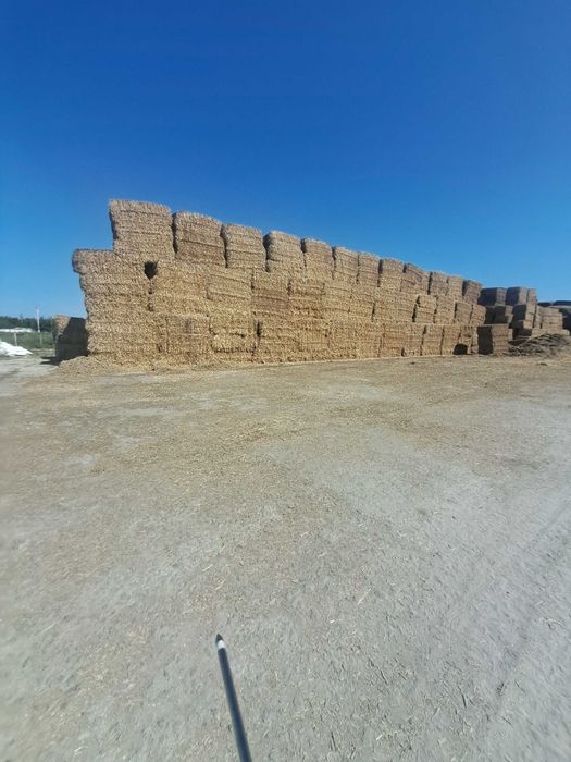 Солома ріпакова купимо