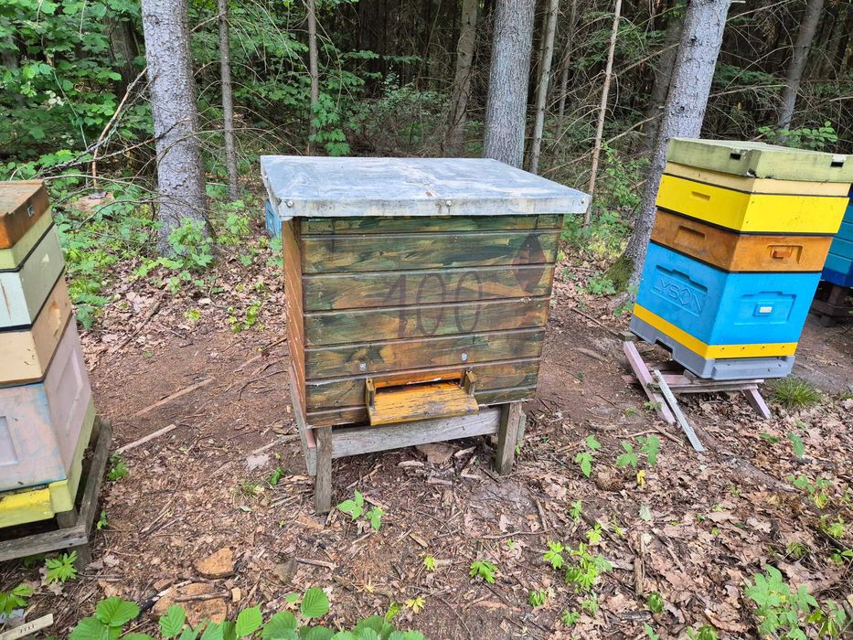 Ule Pszczoły Rodziny z ulami Dadant