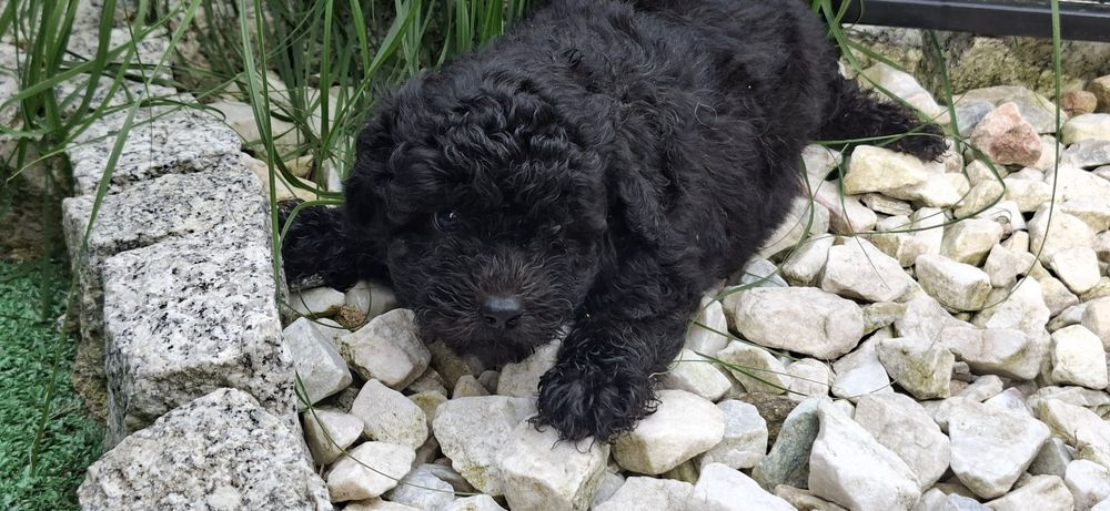 Maltipoo z metryką