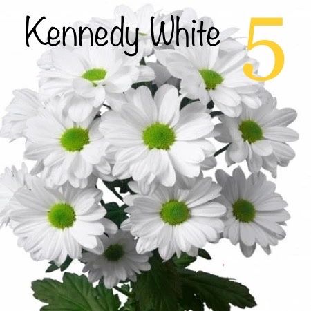 Хризантеми великоквіткові високопослі на зріз