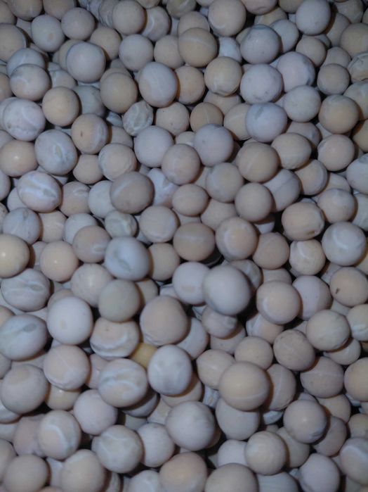 Groch siewny salamanca