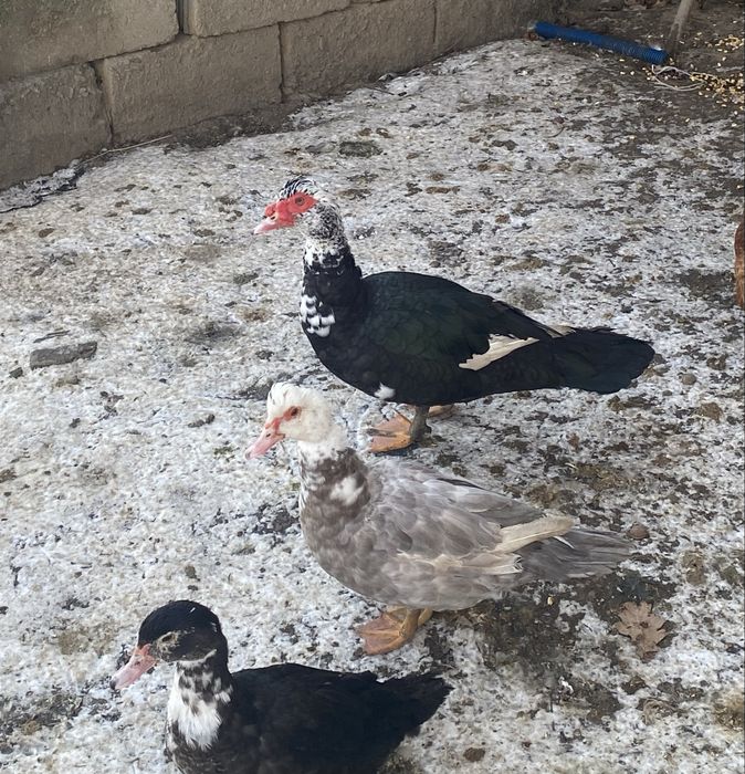 Likwidacja gospodarstwa