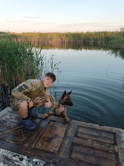 Бельгийская овчарка