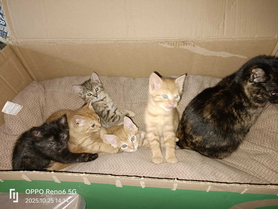 4 piękne 3-miesięczne koty szukają domu