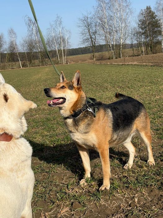 Kto pokocha pięknego Abla?
