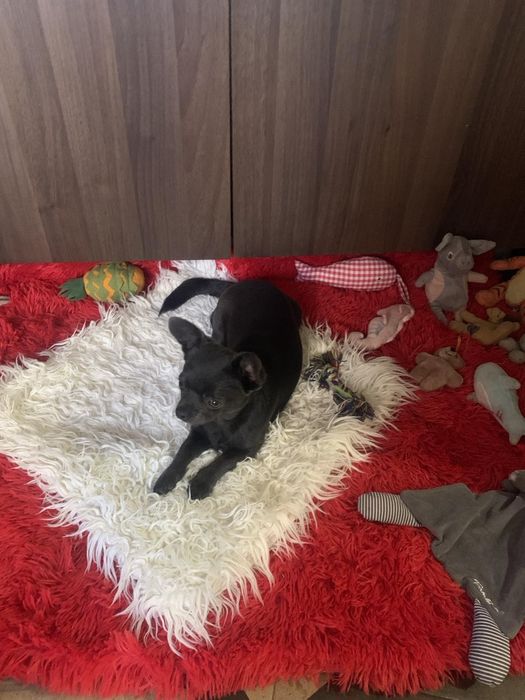 Чудовий малючок шукає кращу родину