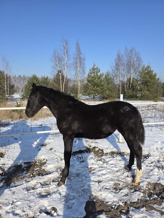 Klacz śląska sprzedam