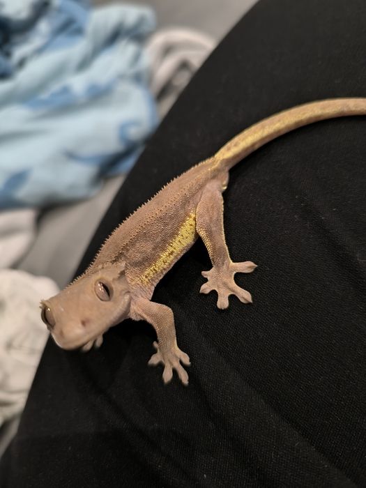 Gekon orzęsiony samiec