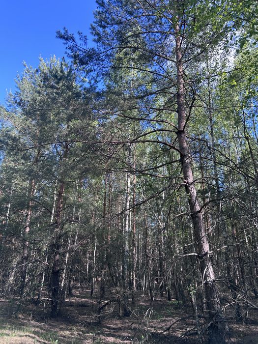 Заліснена земельна ділянка Киівська обл