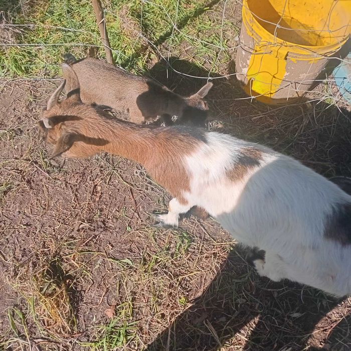 Vendo cabras anãs