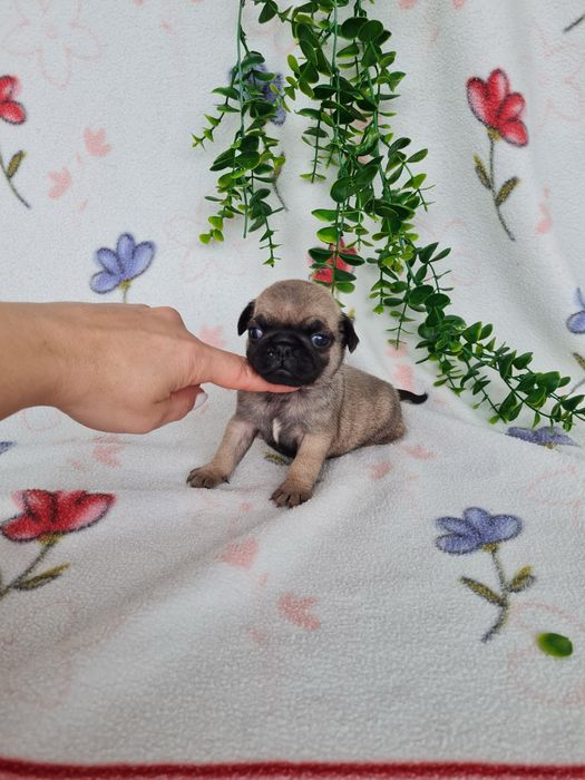 Estupendo menino Pug Carlin Beje de Qualidade
