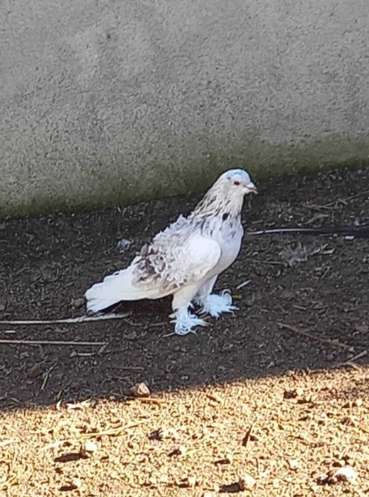 Pombas frisadas - machos e fêmeas