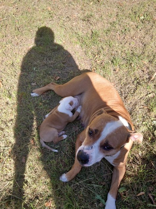 Американский стафф