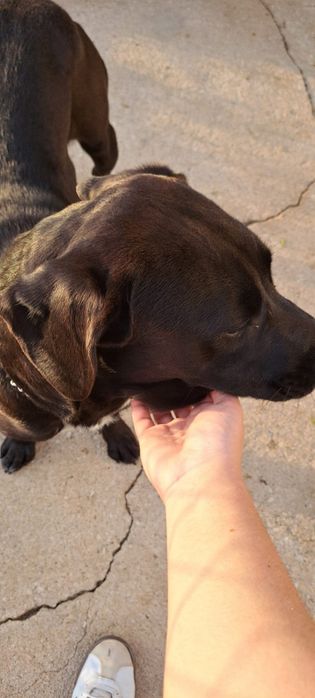 Cão para adoção responsável