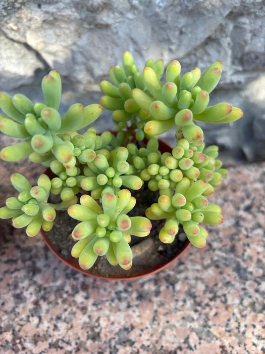 Suculentas Sedum ,Othonna capensis,,Crassula Muscosa, Aeonium, Aptenia cordifolia 1€