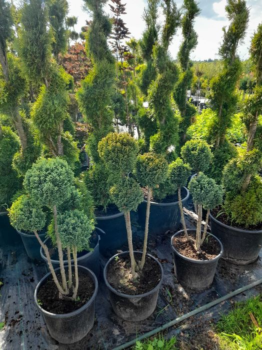 Tuje szmaragd, katalpy, róże