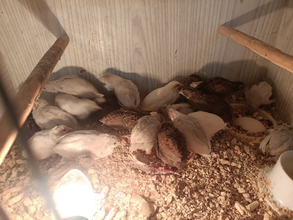 Przepiórki chińskie