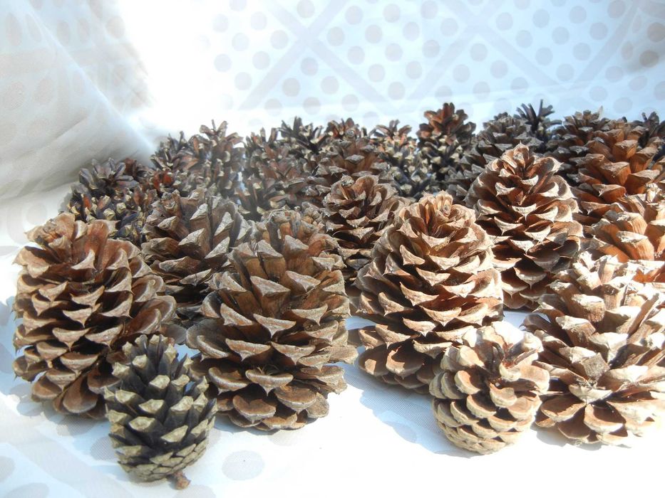 SZYSZKI sosny żółtej, diy 7-9 cm - 22 sztuki