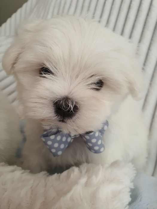 Maltańczyki Piesek z Rodowodem - Zerknij-Mini do 2,5kg.