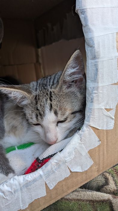 Віддам кошеня у добрі руки