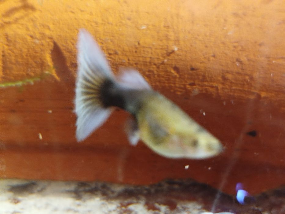 Gupik tuxedo blue