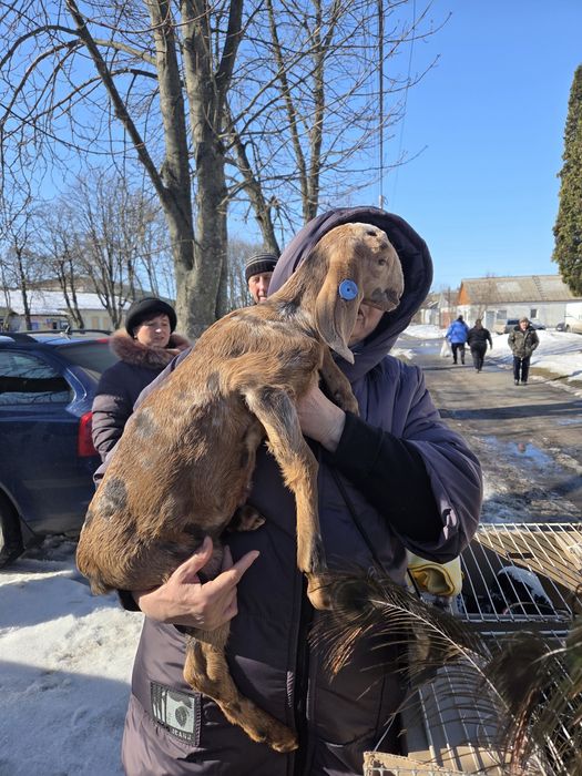 Кізонька англонубійська 100%