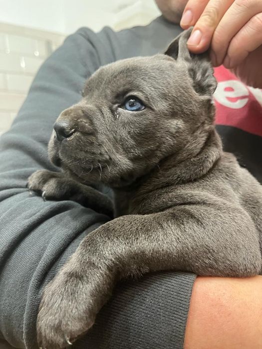 Cane Corso suczka