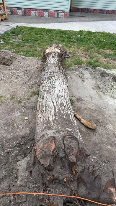 Горіх кругляк ..