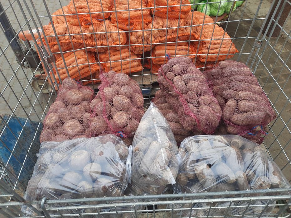 Sprzedam buraczki czerwone