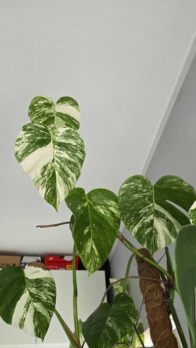monstera deliciosa grande Monstera Deliciosa main image 0