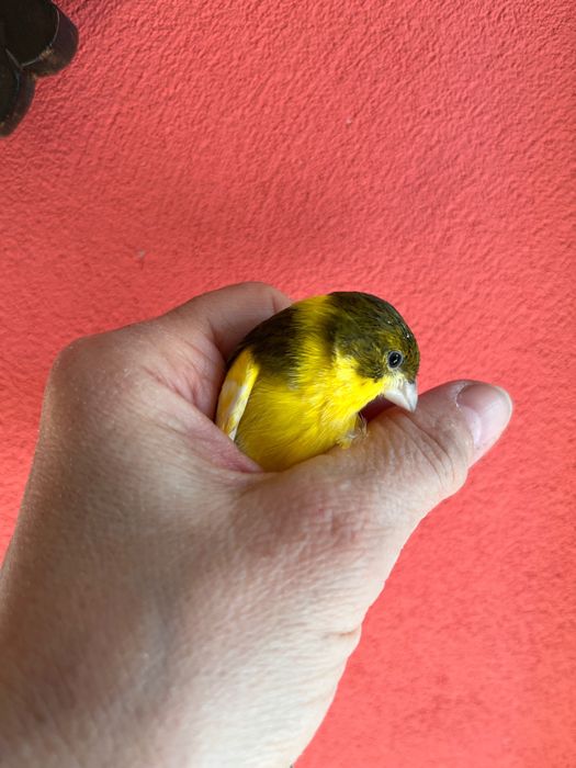 Sprzedam piękną samiczkę kanarka