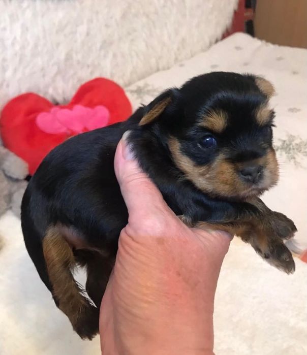 Maluszki szukają domu